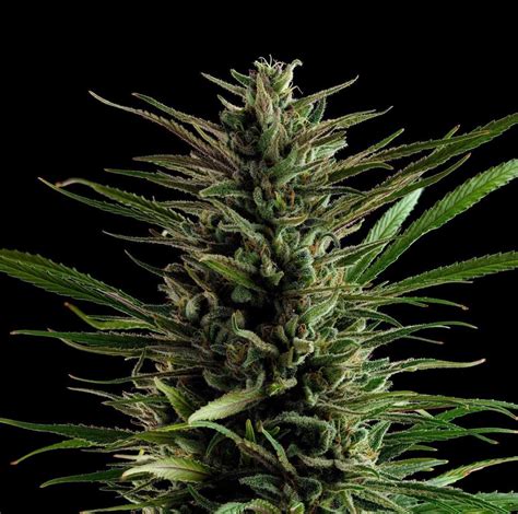 Pixie dust strain. Things To Know About Pixie dust strain. 